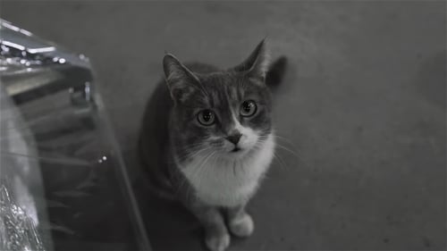 Dirty Street Katze sitzt in Fabrik