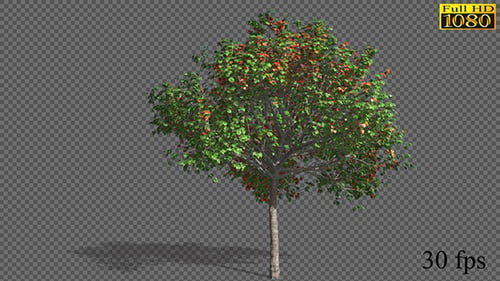 Growing Seasons Tree
