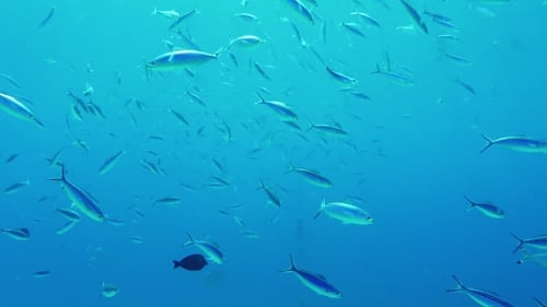 Rich Underwater World A Flock of Res Sea Fusilier Fish Is Coked with Plankton