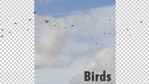 Flock of Birds Flying in Vertical Sky Footage