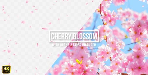 Cherry Blossom