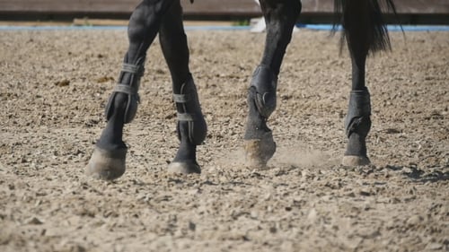 Foot of Horse Running on the Sand. of Legs of Stallion Galloping on the Wet Muddy Ground.