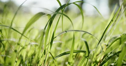 Bright Spring Grass Close Up in the Field with Sunlight Bokeh Background - Dolly Motion