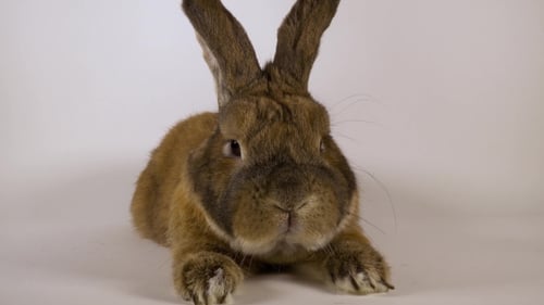 Relaxed Brown Rabbit Sitting Against White Background