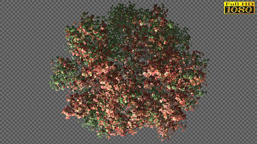 Timelapse Seasons Tree