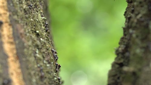 Gruppe Schwarzer Ameisen Auf Dem Baum