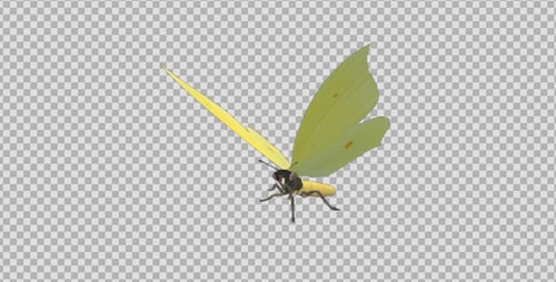 Mariposa voladora - azufre euroasiático