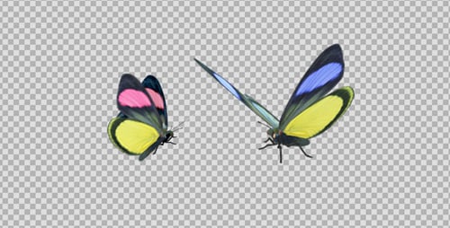 Butterfly Pair - Rainbow Batesia