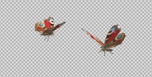 Schmetterlingspaar - Künstlerischer Pfau