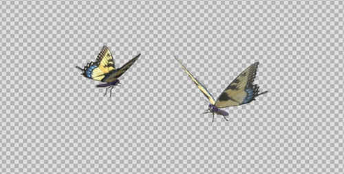 Butterfly Pair - Tiger Swallowtail