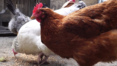 Chickens Eating Grain Together on Farm