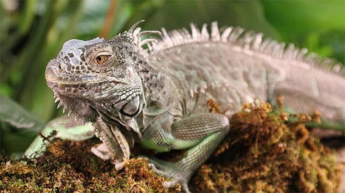Portrait of Iguana in The Woods