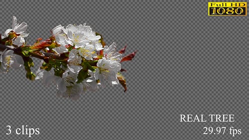 Real Cherry Bloosoming