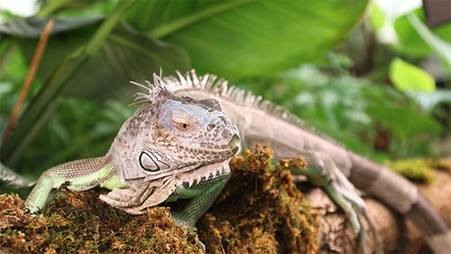 Green Iguana Lying On a Branch