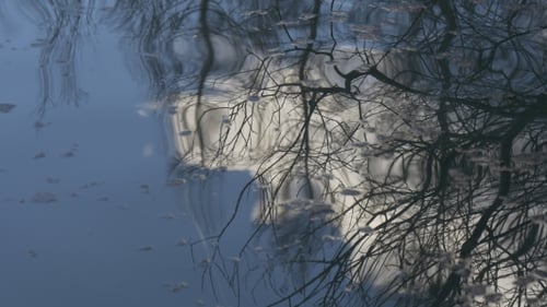 Reflexion von Bäumen im Wasser