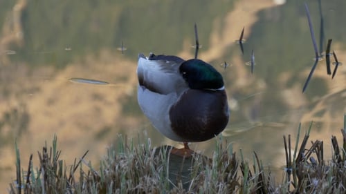 Relaxing Duck Stands Near Water