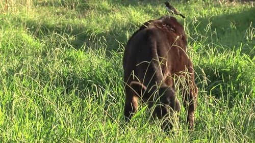 Young Cow Grazing in Field with Bird on Back
