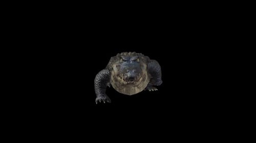 Alligator Walk Vorderansicht