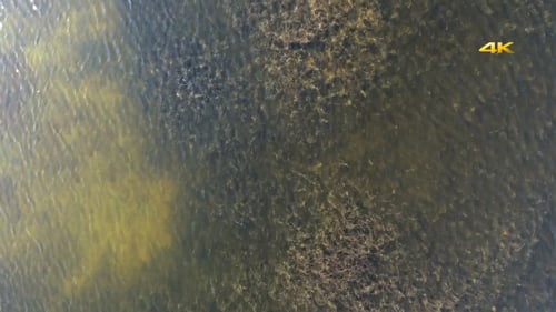Riesen Seetang Seetang Wald