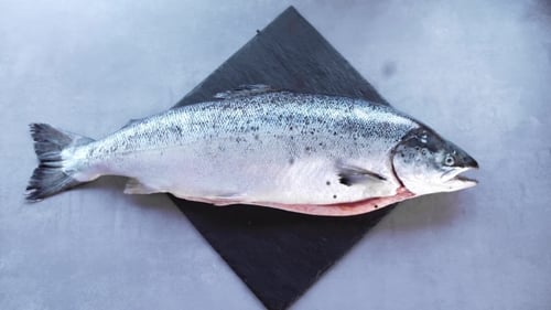 Rosa Lachs in der Küche, Lachs für Sashimi und Sushi, Fischfutter, Asiatische Küche