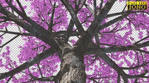 Blühender rosa Baum