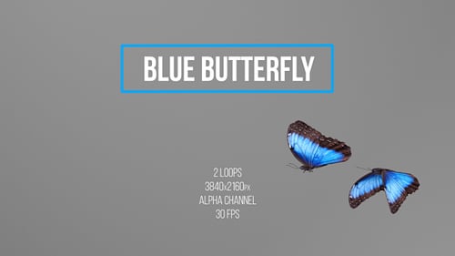 Blue Butterfly