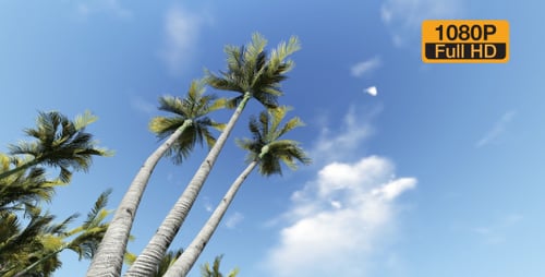 Palm and Birds