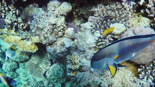 Vibrant Fish Swim Among Colorful Coral Reef