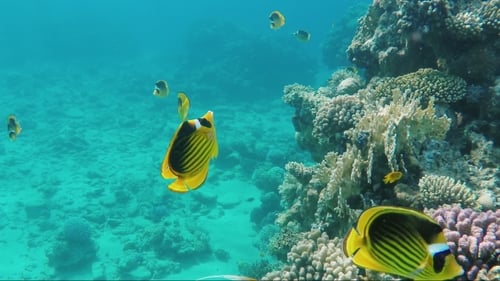 Bright Yellow Butterfly Fish of the Red Sea Awesome Underwater World
