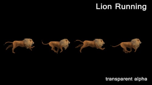 3D Lion Running