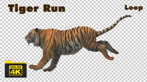 Realistic 3D Tiger Running Animation