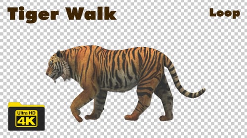 Walking Tiger Transparent Background Animation