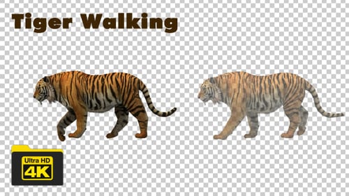 Walking Tiger - 4K