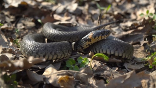 Le serpent se prépare pour l'attaque