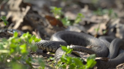 Le serpent rampe dans l'herbe