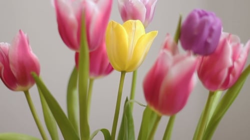 Fresh Tulip Flowers in Bloom Close Up