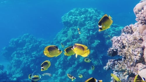 Exotischer Schmetterlingsfisch auf blauem Hintergrund