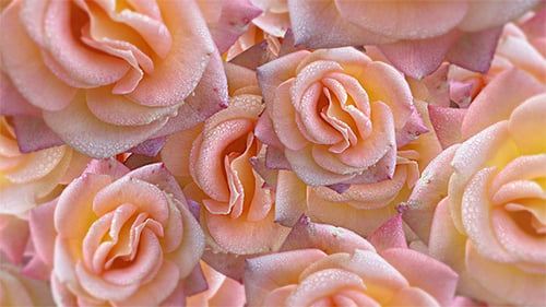 Yellowish Pink Roses Floating Background 4K