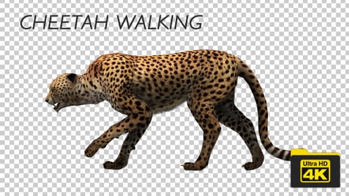 Realistic 3D Walking Cheetah Animation on Transparent Background