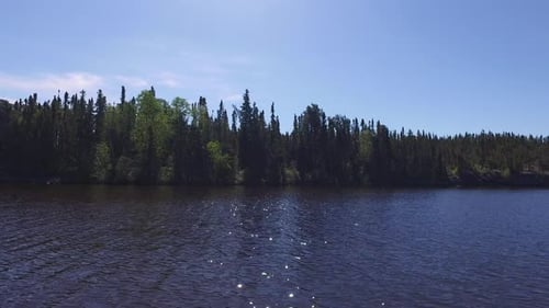 Forest on the lake shore