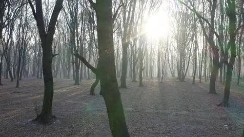 Sunset in a Dark Mystical Foggy Forest. Trees Surrounded in Mist and Smoke. Aerial Gimbal Drone