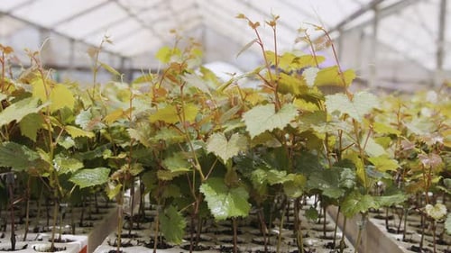 Grape Vines Growing in Greenhouse Nursery