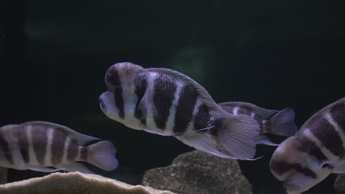 Herde Buntbarsche im Aquarium
