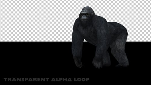 Gorilla schaut sich um