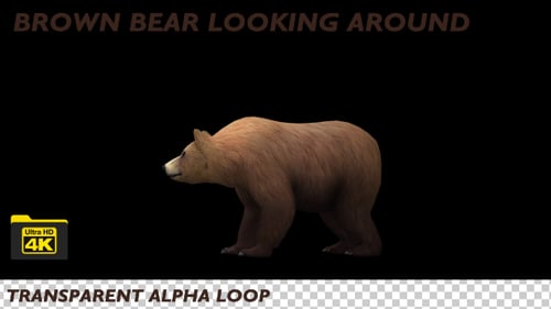 Realistic Brown Bear Walking Isolated on Alpha Channel