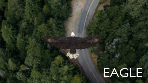 Eagle Flying Over A Forest