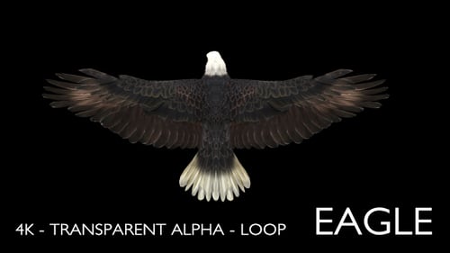 4K Eagle Gliding Loop Animation