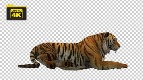 3D Animated Tiger Rests and Observes