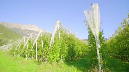 Apple Trees Growing in Orchard With Protective Netting