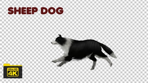 Animated Running Black and White Dog